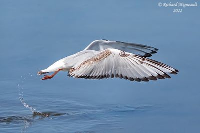 Mouette de Bonaparte - Bonapartes Gull 3 m22