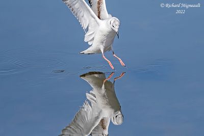 Mouette de Bonaparte - Bonaparte’s Gull 4 m22