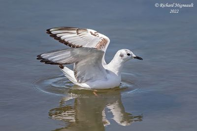 Mouette de Bonaparte - Bonaparte’s Gull 6 m22