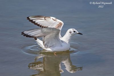 Mouette de Bonaparte - Bonapartes Gull 6 m22