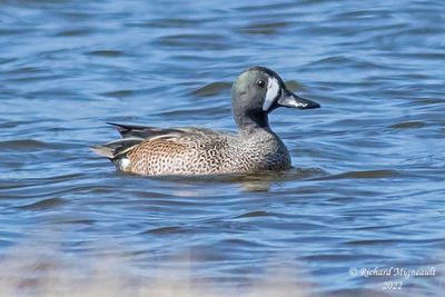 Sarcelle  ailes bleues, Blue-winged Teal 4 m2