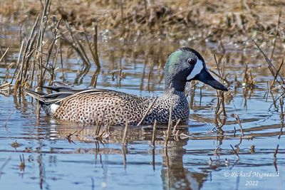 Sarcelle  ailes bleues, Blue-winged Teal 6 m22