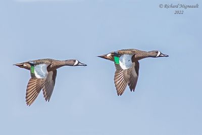 Sarcelle  ailes bleues, Blue-winged Teal 8 m22