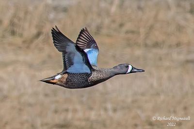 Sarcelle  ailes bleues, Blue-winged Teal 9 m22
