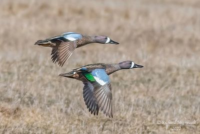 Sarcelle  ailes bleues, Blue-winged Teal 10 m22