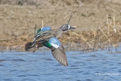 Sarcelle  ailes bleues, Blue-winged Teal 11 m22