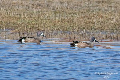 Sarcelle  ailes bleues, Blue-winged Teal 13 m22