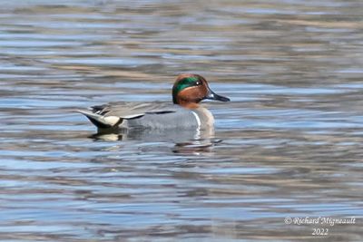 Sarcelle dhiver, Green-winged Teal m22