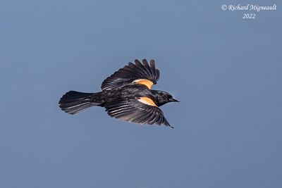 Carouge à épaulettes - Red-winged Blackbird m22