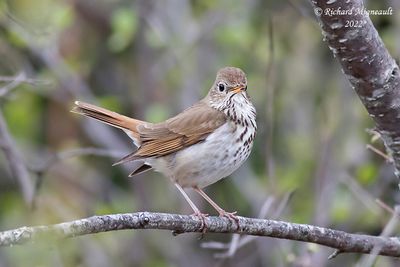 Grive solitaire - Hermit Thrush 1 m22