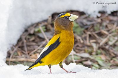 Gros-bec errant - Evening Grosbeak 1 m22