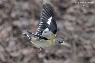 Gros-bec errant - Evening Grosbeak 2 m22