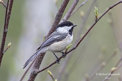 Mésange à tête noire - Black-capped Chickadee 1 m22