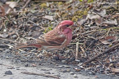 Roselin pourpré - Purple Finch m22