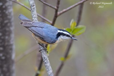 Sitelle à poitrine rousse - Red-breasted Nuthatch 1 m22