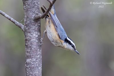 Sitelle à poitrine rousse - Red-breasted Nuthatch 2 m22