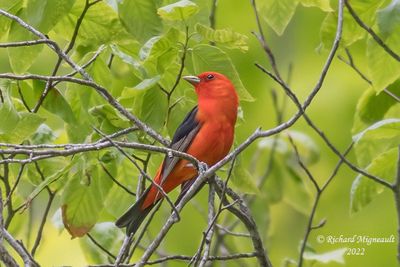 Tangara écarlate - Scarlet Tanager m22