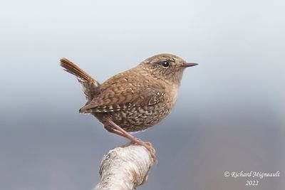 Troglodyte mignon, Winter Wren m22