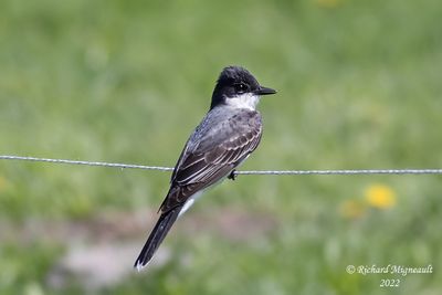 Tyran tritri - Eastern Kingbird m22