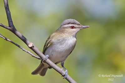 Viréo aux yeux rouges - Red-eyed Vireo m22