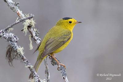 Paruline à calotte noire - Wilson’s Warbler m22