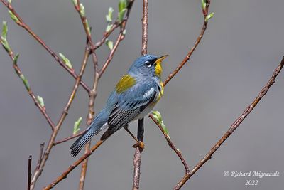 Paruline à collier - Northern Parula 1 m22
