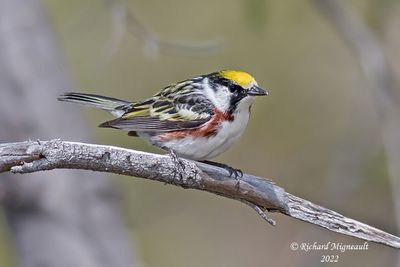 Paruline à flancs marron - Chestnut-sided Warbler m22