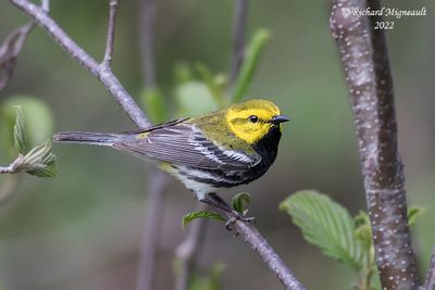 Paruline à gorge noire - Black-throated Green Warbler m22