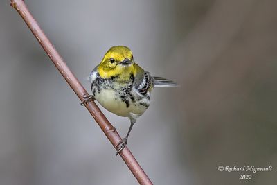 Paruline à gorge noire - Black-throated Green Warbler, femelle m22