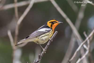 Paruline à gorge orangée - Blackburnian Warbler 1 m22