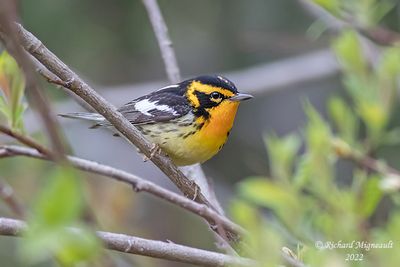 Paruline à gorge orangée - Blackburnian Warbler 2 m22