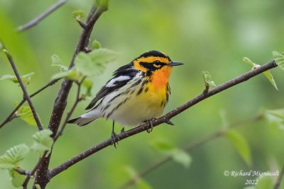 Paruline à gorge orangée - Blackburnian Warbler 3 m22