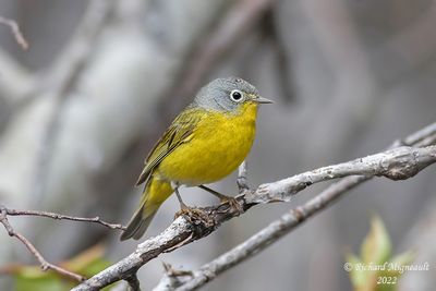 Paruline à joues grises - Nashville Warbler m22