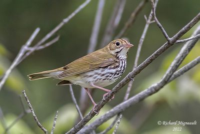 Paruline couronnée - Ovenbird 1 m22