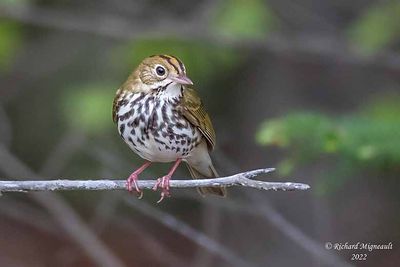 Paruline couronnée - Ovenbird 2 m22