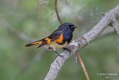Paruline flamboyante - American Redstart m22