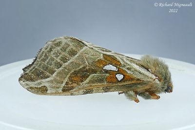 0018 - Sthenopis argenteomaculatus - Silver-spotted Ghost Moth m22