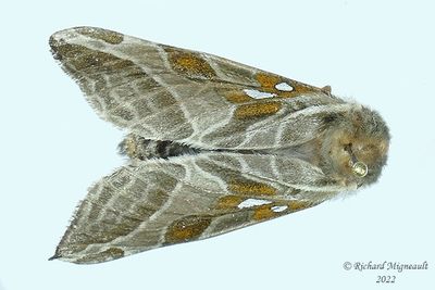 0018 - Sthenopis argenteomaculatus - Silver-spotted Ghost Moth m22