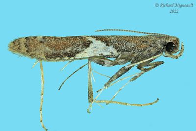 0639 - Leaf Blotch Miner Moth - Caloptilia stigmatella m22