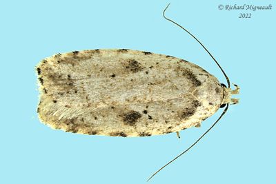 0878 - Canadian Agonopterix Moth - Agonopterix canadensis m22 