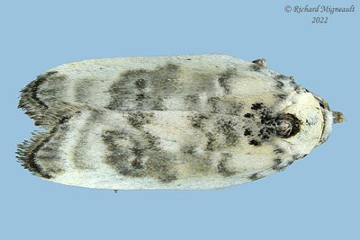 1011 - Schlaegers Fruitworm Moth - Antaeotricha schlaegeri m22 