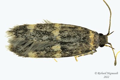 1134 - Four-spotted Yellowneck Moth - Oegoconia quadripuncta m22