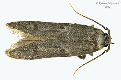 1162 - Blastobasis glandulella - Acorn Moth  m22 