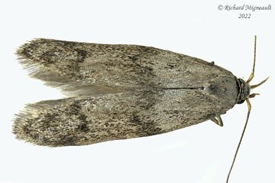 1162 - Blastobasis glandulella - Acorn Moth m22 