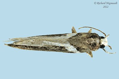 1858 - Telphusa longifasciella m22