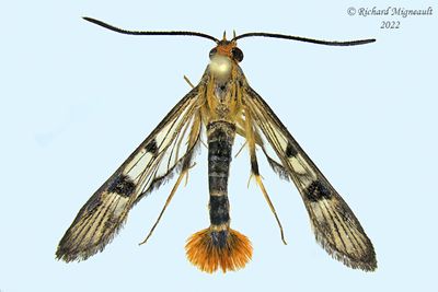 2554 - Maple Clearwing Moth - Synanthedon acerni m22 