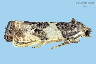 2769 - Poplar Leafroller Moth - Pseudosciaphila duplex m22