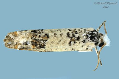 2906 - Eye-spotted Bud Moth - Spilonota ocellana m22 