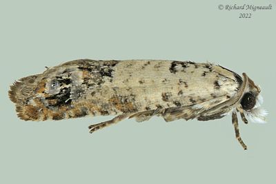 2906 - Eye-spotted Bud Moth - Spilonota ocellana m22 