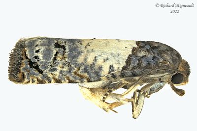 3186 - Goldenrod Gall Moth - Epiblema scudderiana m22